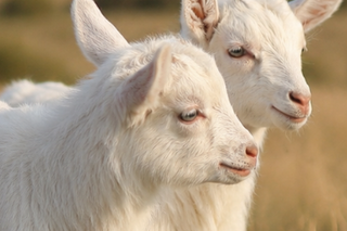 Two white baby Kashmir goats standing in a dry grassy field in Kashmir